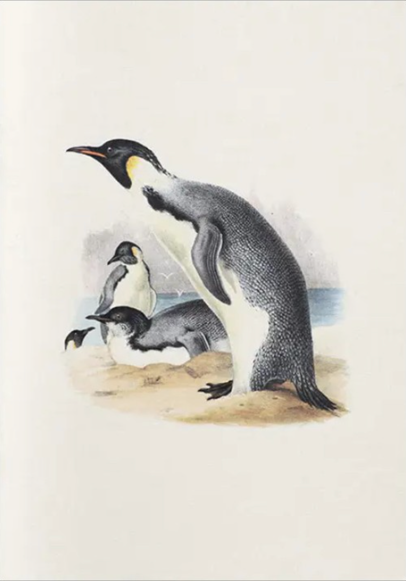 Notebook Erebus and Terror in Antartica