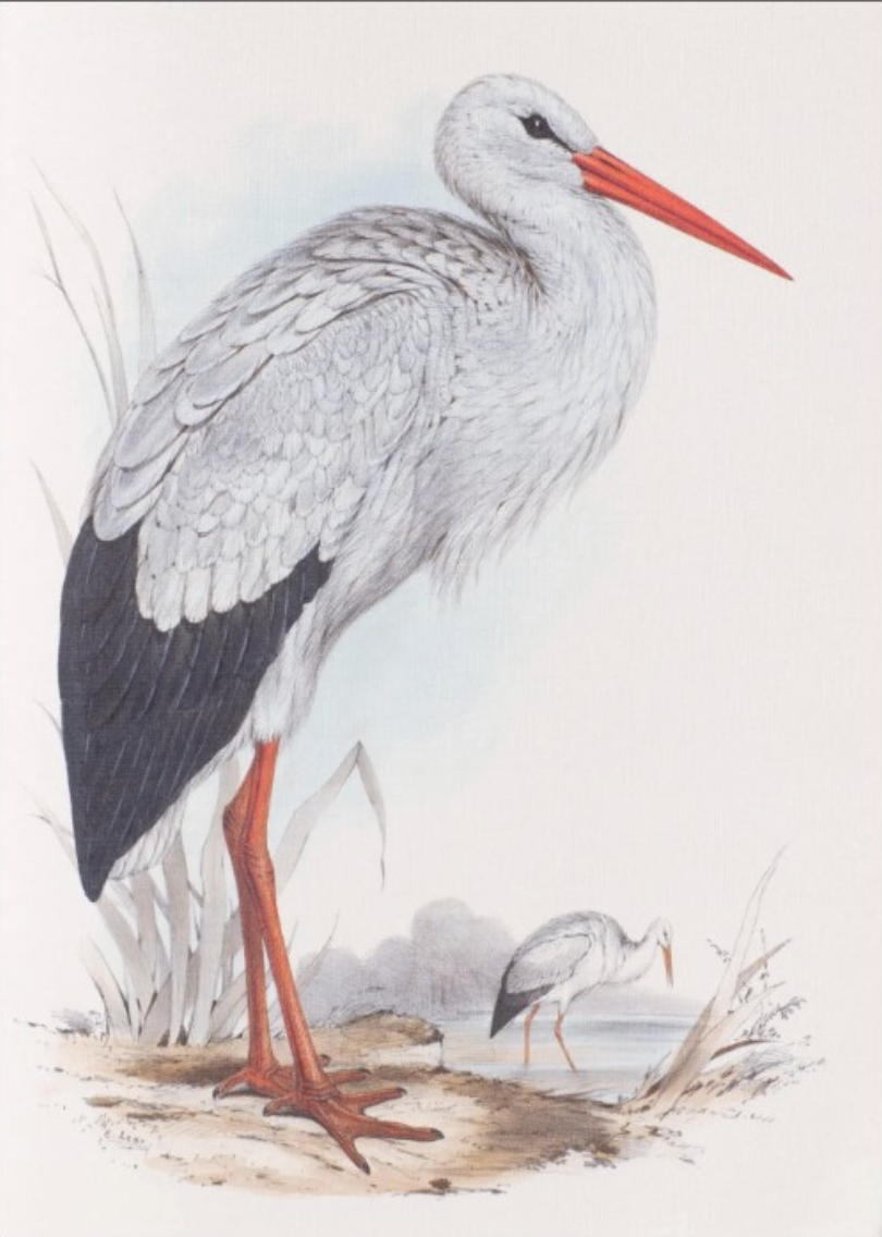 Notebook Birds of Europe