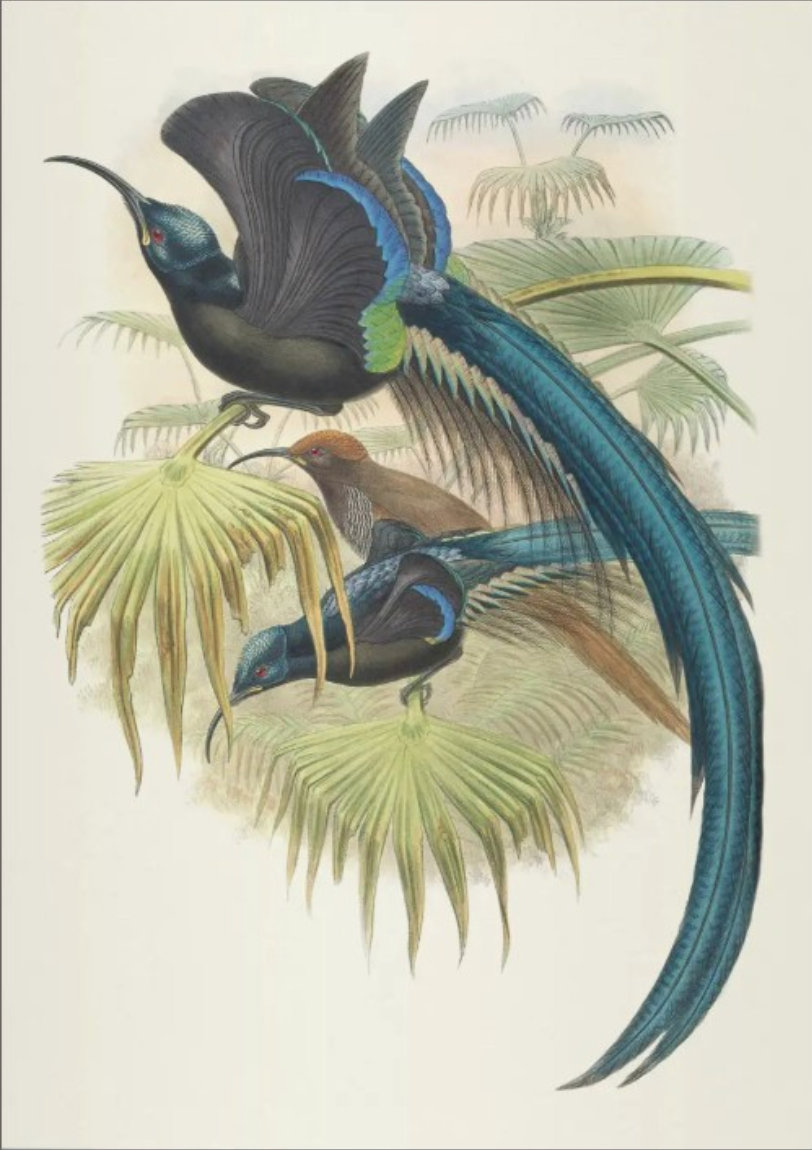 Notebook Birds of New Guinea