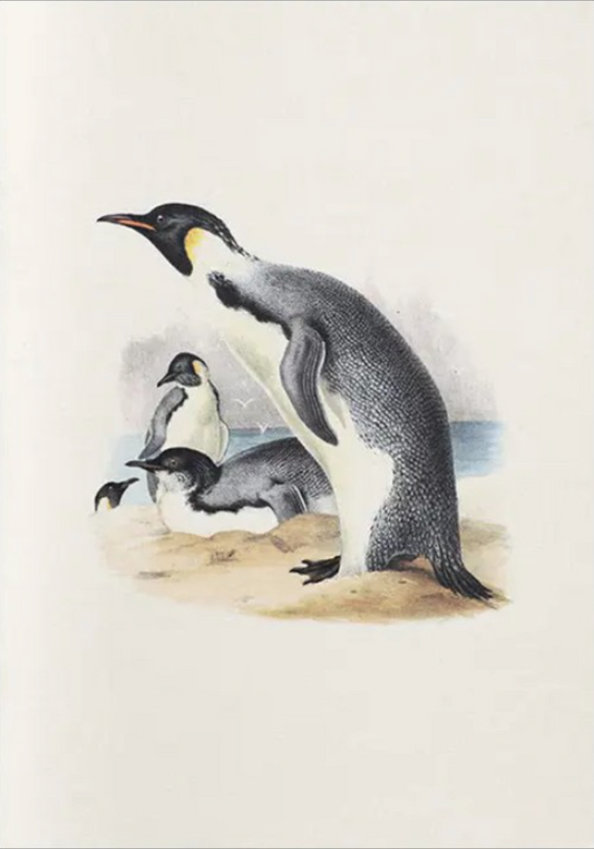 Notebook Erebus and Terror in Antartica