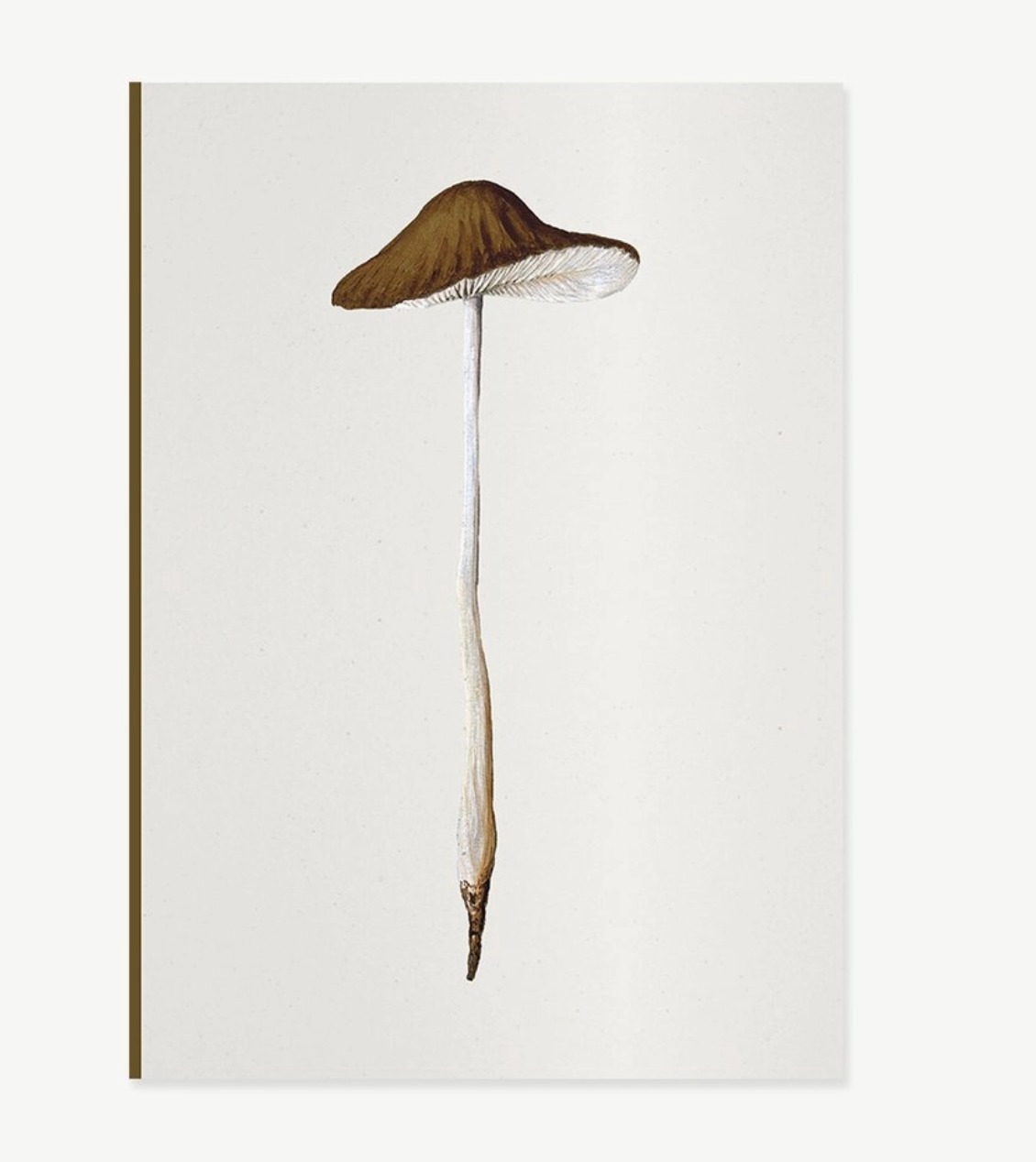 Fungi Journal Collection: Agaricus Radicatus