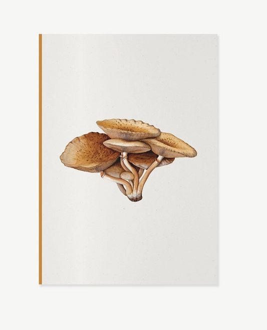 Fungi Journal Collection: Inocybe Pudica